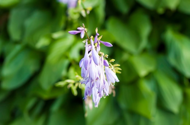 Hosta plant with purple flowers