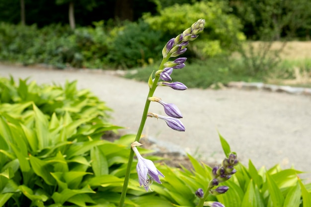 사진 hosta plantaginea 또는 질경이 백합 그늘을 좋아하는 정원 자주빛 꽃 아스파라거스과 가족 agavoideae 아과 식물