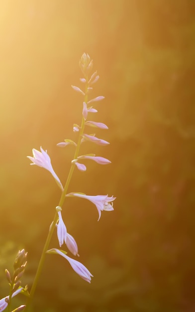 暖かい夕日の光の中のギボウシの植物