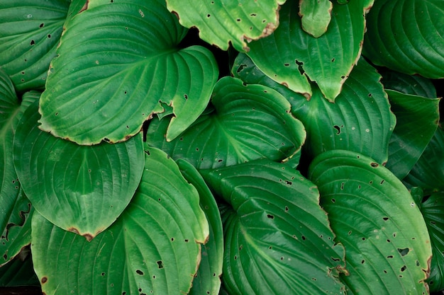 Hosta, una pianta ombrosa con un bel fogliame. avvicinamento