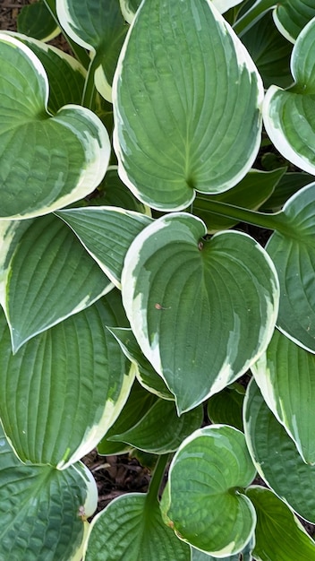 Hosta 승리 식물 hosta 잎 녹색 hosta