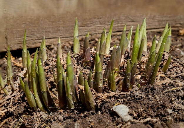 Hostas pushing up through the soil in the Spring