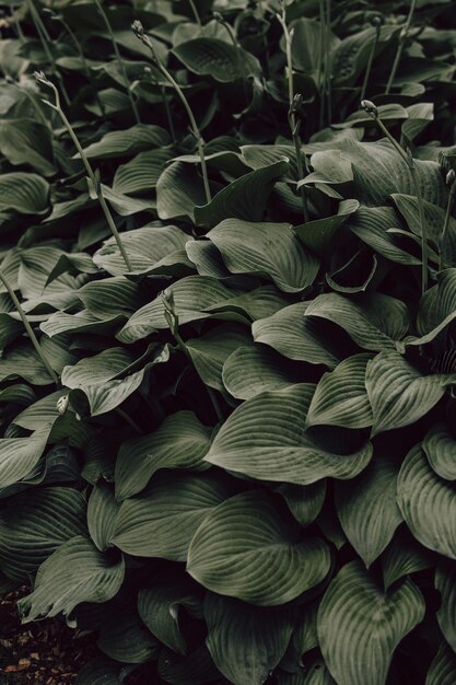 Photo hostas