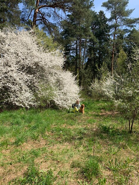 Photo the hostess with the dog is photographed against the background of flowering trees