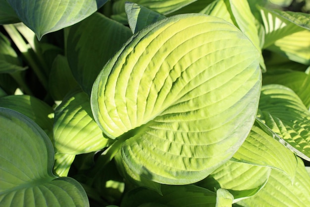 hosts with green leaves with dark and light streaks