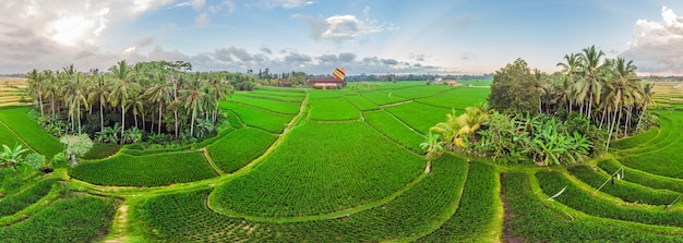 Hot air balloon over the green paddy field Composition of nature and blue sky background Travel concept