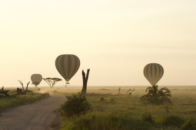写真 空に向かって野原を飛ぶ熱気球