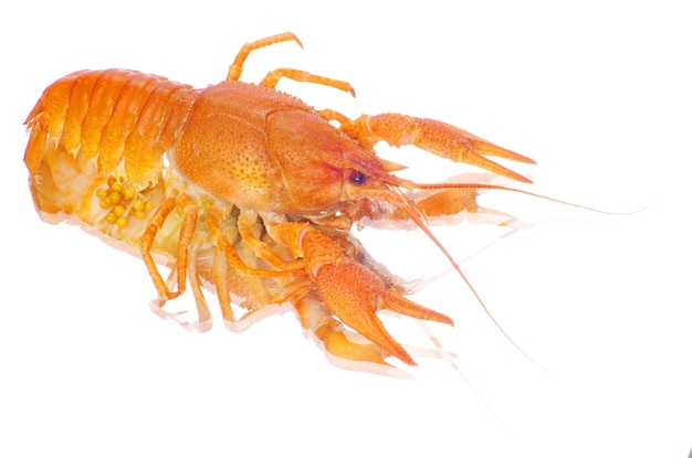 Hot boiled crayfish on white background