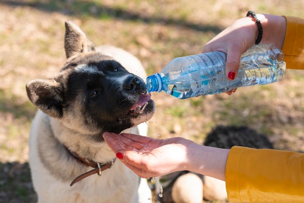 Hot day with dog dog drinking water from the plastic bottle his\
owner