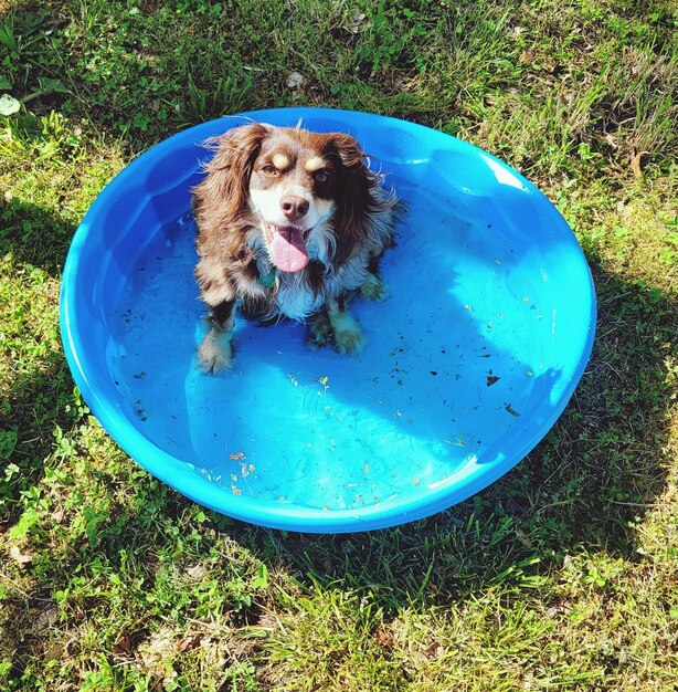 Hot dog cool pool