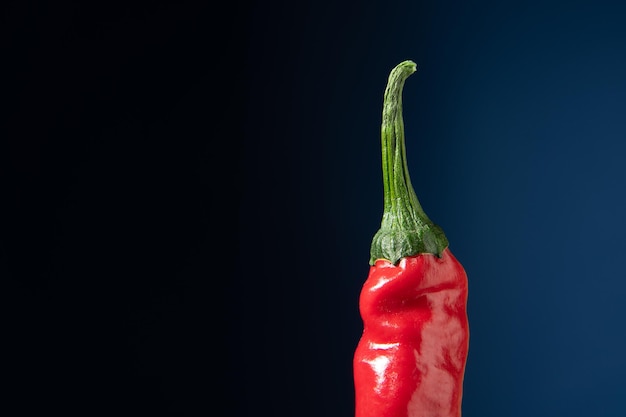 Hot Сhilli pepper floating on a dark blue background. Large scale horizontal photo.