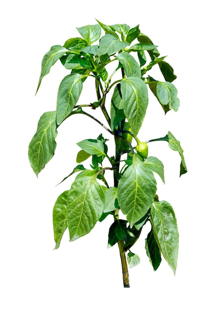 Hot pepper plant blooming with little peppers isolated on white