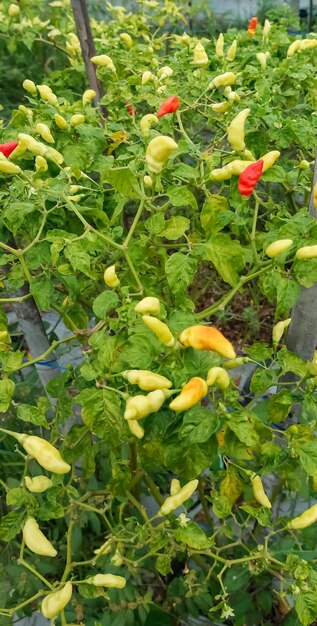 Photo hot pepper plant