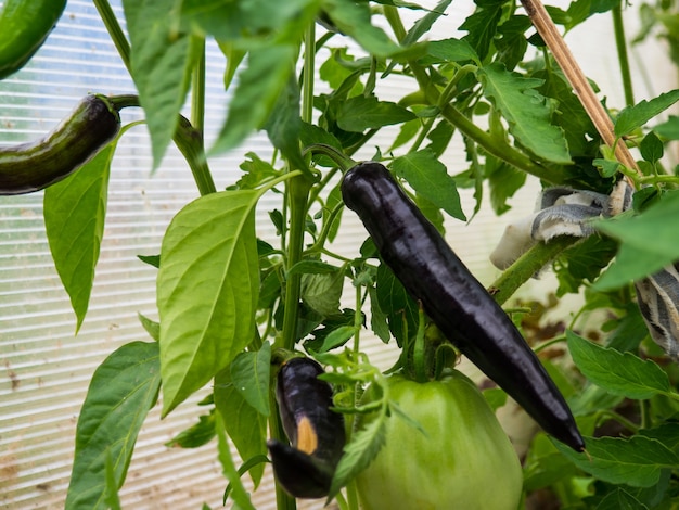 Peperoncini piccanti su un cespuglio in una serra con spazio per il testo