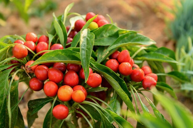 Hot red little peppers on a bush in vegetable garden