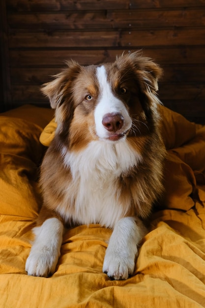 Hotel en rust met huisdier Jonge Australische herder heeft bedekt met deken en geniet van Schattige Australische puppy ligt thuis op geel beddengoed Dieren gedragen zich als mensenconcept