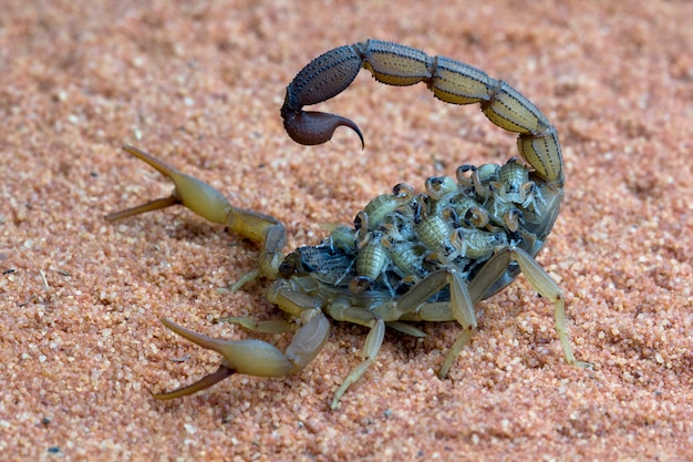 Photo hottentotta scorpion with babys on body