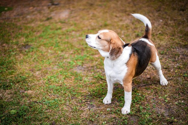 Hound Beagle op een wandeling in de herfst ParkxA