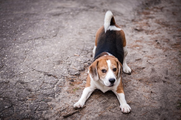 Hound Beagle op een wandeling in het herfstpark