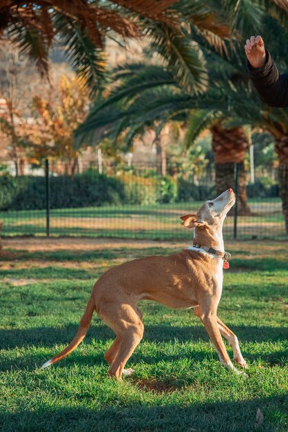 Cane segugio che salta