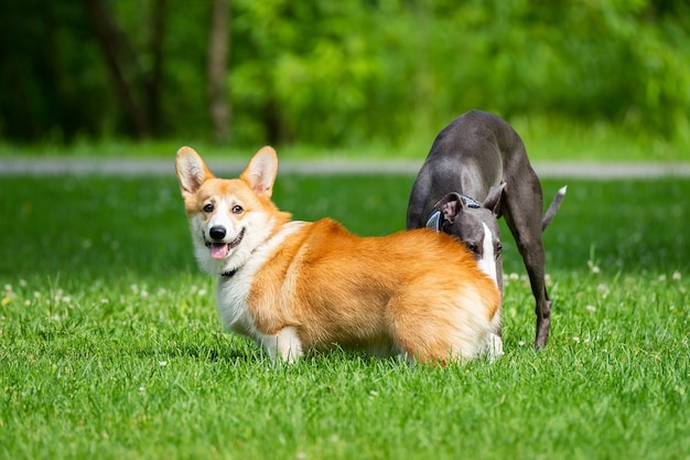 Hound Greyhound en Corgi lopen in het park