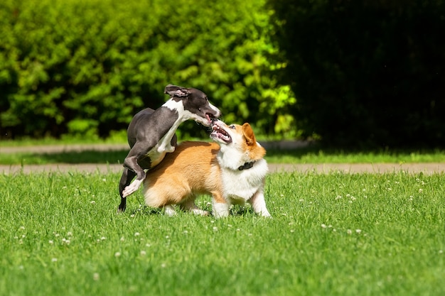 Hound Greyhound en Corgi lopen in het park