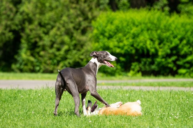 Hound Greyhound en Corgi lopen in het park