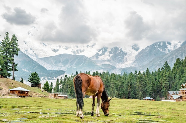 Hours Graze in Pasture Fairy Meadows Nanga Parbat Mountains View Point