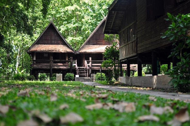 樹木と建物の中の家