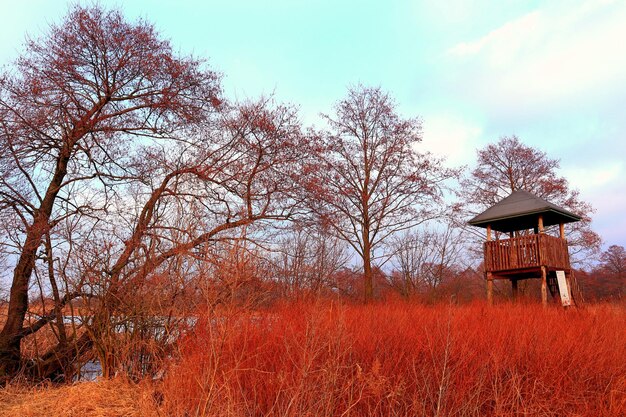 Foto casa in mezzo agli alberi sul campo contro il cielo