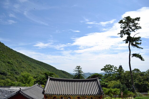 写真 家と木々を空に向かって建てる