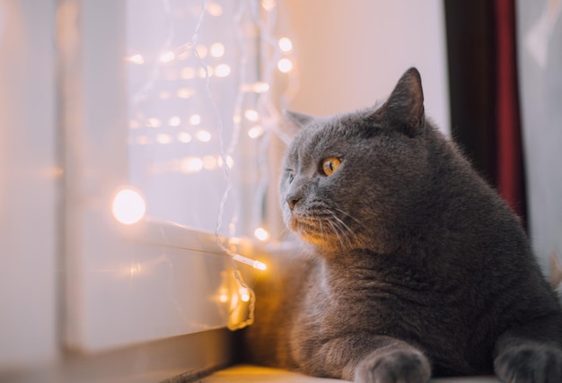 家の猫はガーランドで窓に座っています ペット 大晦日気分 新年の気分 家の装飾 ペットへの贈り物