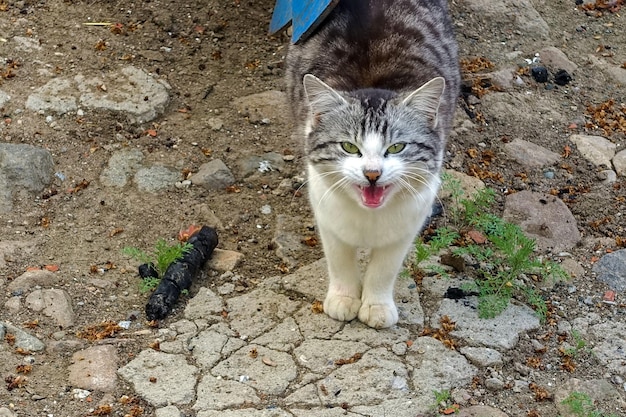 A house cat a nice domestic domestic cat