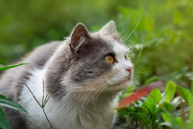 House cat sitting outdoors on green grass in the garden Kitten sit in the green meadow Cat in a spring colorful garden