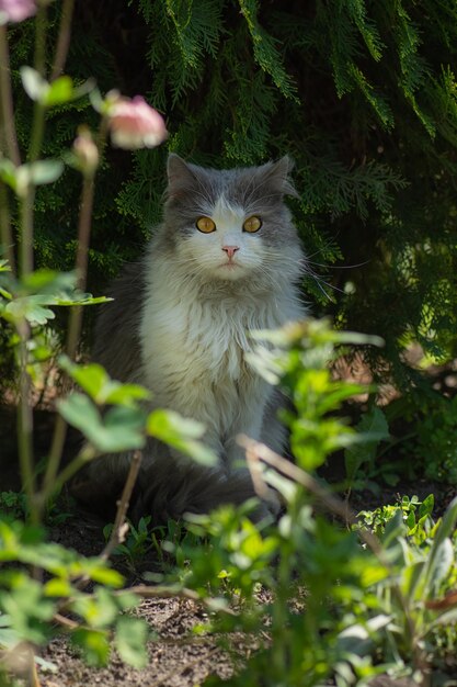 정원의 푸른 잔디에 야외에 앉아 있는 집 고양이 새끼 고양이는 푸른 초원에 앉아 봄 화려한 정원에 있는 고양이
