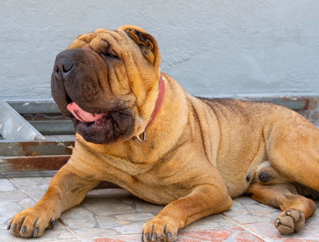 House dog Shar Pei red color looks away yawns