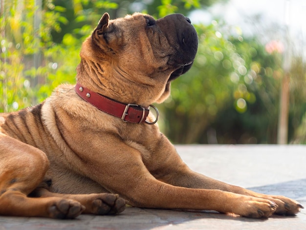 House dog Shar Pei red color looks away