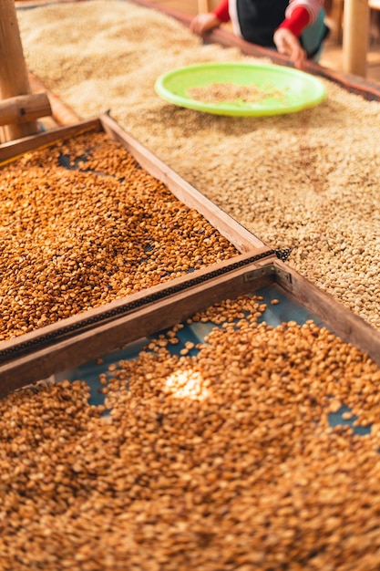 House for drying coffee, natural coffee beans are dried in the greenhouse.Parchment coffee