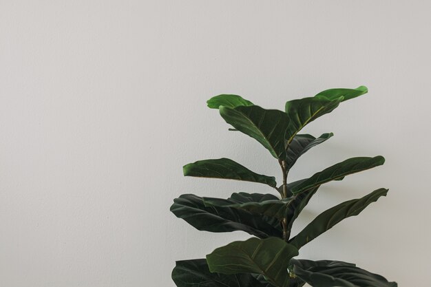 House fiddle fig plant on white wall background