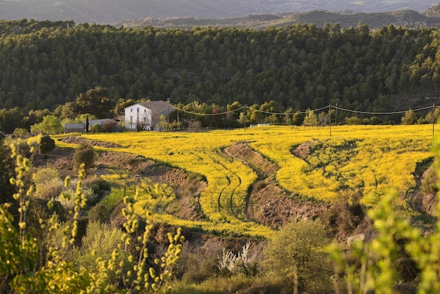 Photo a house in a field of yellow flowers