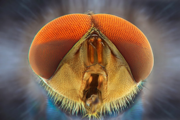 Photo house fly face macro