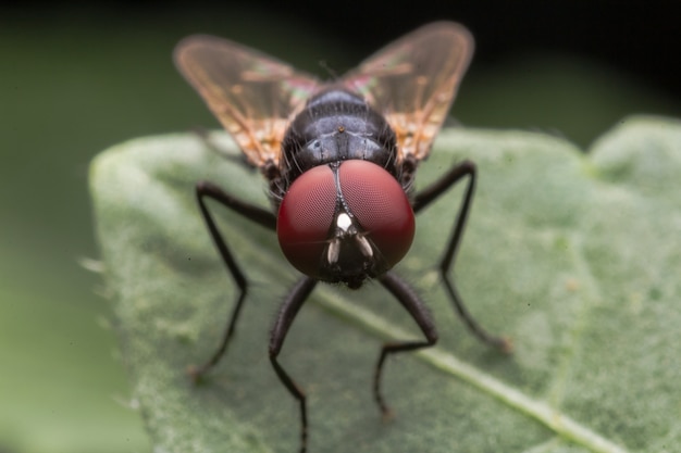 House fly on green leaf