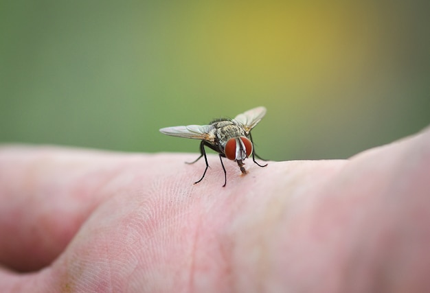 House fly on human skin hand