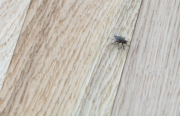 Foto una mosca domestica sullo spazio della copia macro del fondo di legno