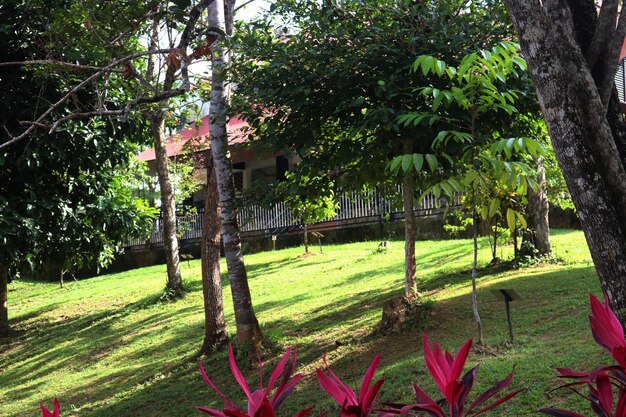 Foto una casa nella foresta