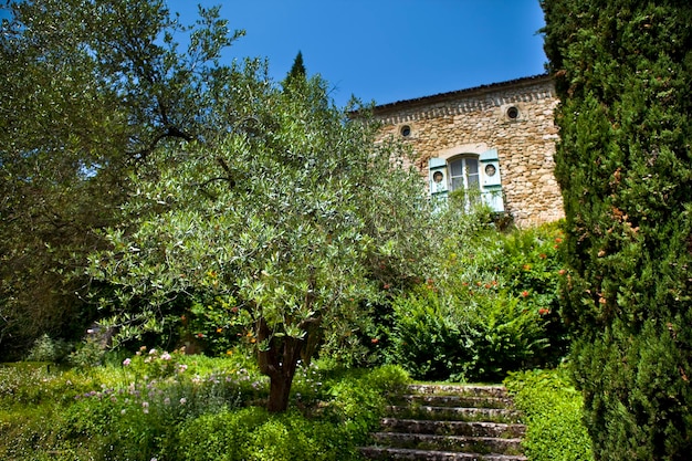 House and garden