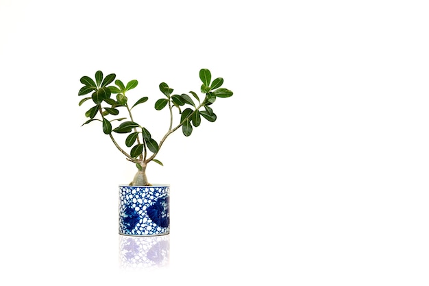 House green plant isolated in white background.