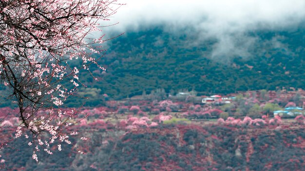 Photo a house on a hill