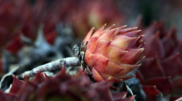 Photo house leek sempervivum close up