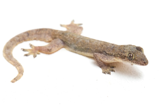 House lizard common gecko isolated on white